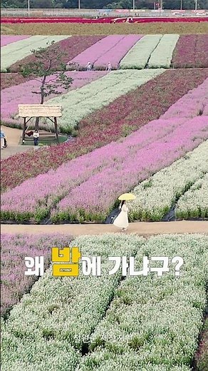 낮보다 밤에 더 빛나는 여행지 모음집 [제작지원] 철원군청 #고석정꽃밭 #노동당사 #철원여행 #철원가볼만한곳 #여행 #국내여행