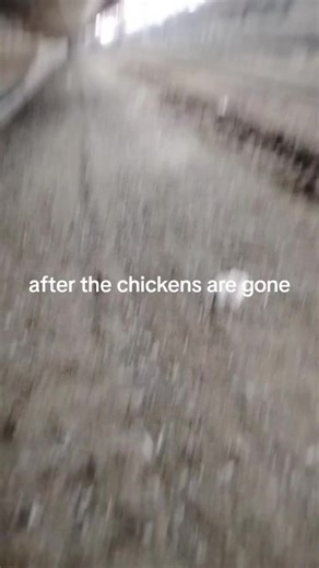 f1 1969 charger (@f1.1969.charger8)’s videos with Chicken Truck - John Anderson