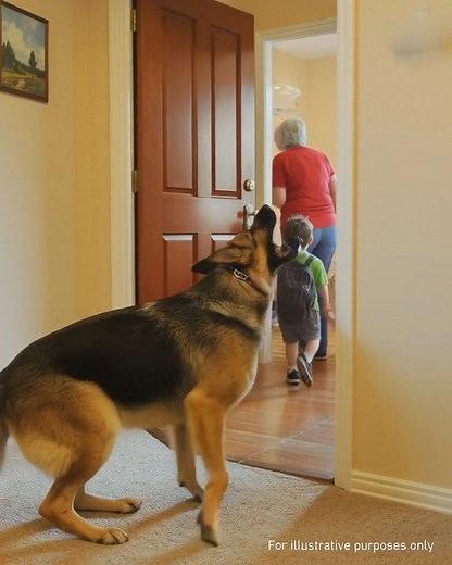 My Dog Went Crazy Whenever My MIL Got Near My Kids — When I Found Out Why... === They say dogs see what we miss and sense what we ignore. When my mother-in-law took my kids for the weekend, my dog, Daisy, howled at the door like her soul was breaking. A chill settled in my gut, urging me to check on my children. What I found at her house confirmed what Daisy had been trying to tell me all along. I’m Rachel, and I once believed the people closest to my kids were the safest. But sometimes, the one