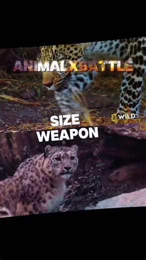Snow leopard vs leopard #africanleopard #snowleopard #fyp #viral #edits #￼animal