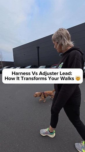 Why the Adjuster works better 👇 Need help with your dog? thedogtherapist.co.uk ✅ #thedogtherapist #nonoseinfrontoftoes #dogtrainingadvice #theadjusterdoglead | The Dog Therapist