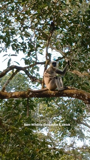 Common Langur.