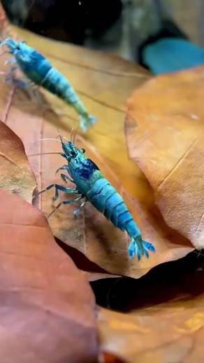 Blue Bolt Shrimp.🥰 #fyp #fishfunfacts #blueboltshrimp #fishkeeper | GuppyKoi