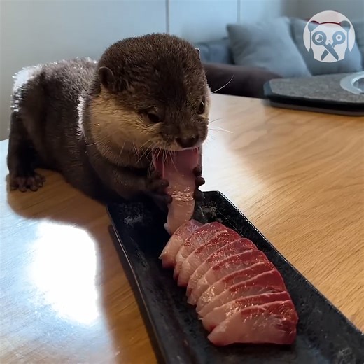 Adorable otter loves fish more than anything! | Awesome