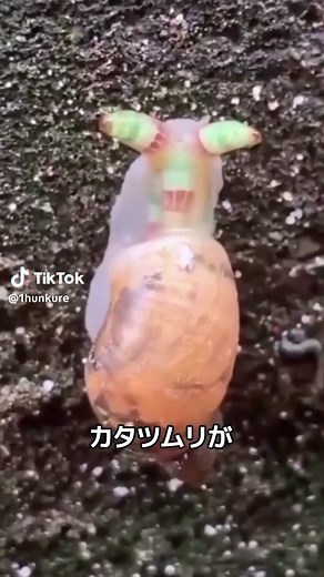 カタツムリを操るゾンビ寄生虫の秘密