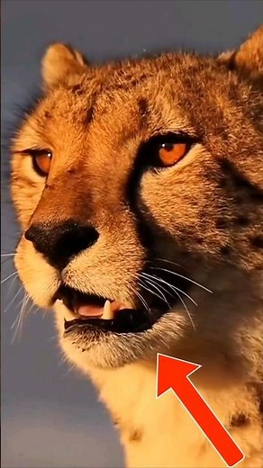 Who’s Faster? Humans vs. Nature’s Speedsters!⚡