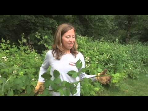 How to Remove Blackberries