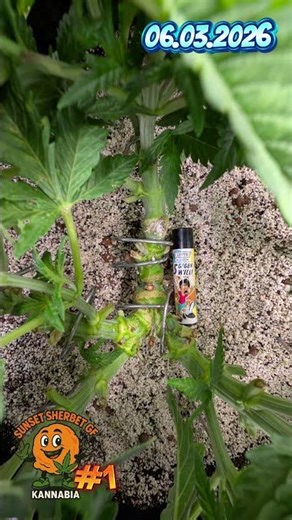 Sunset Sherbet GF #1 week 7 day 44 #hydroponics #diyfertilizer #fishhydrolysate #citricacid #coco