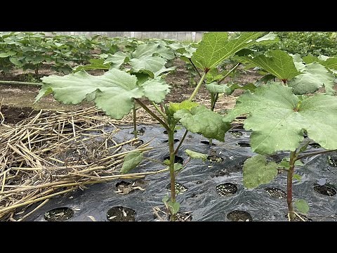 When growing okra, the beginning is important: top dressing, how to set up supports, how to prune...