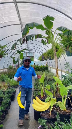 Growing Banana Trees at Home: Tips and Tricks