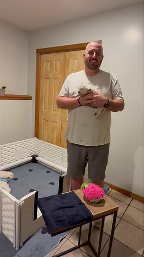 Our last ESI and ENS with the #AriNoriBlessings litter, featuring Mr. Black. Today’s scent was a stuffy, all positive responses! | Show Me Goldens