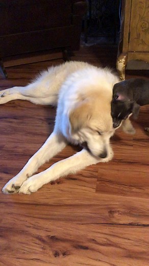 2.9K views · 221 reactions | The gentle Pyrenees and the rat terrier. | SweetPups Nation Rescue and Sanctuary | Facebook