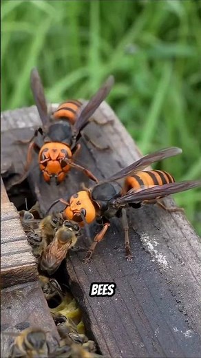 Bees vs Hornet