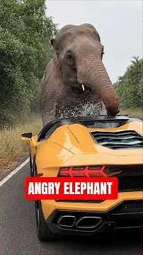 Which Animal Could Actually Flip Your Car #dangerous #wildlife #shocking