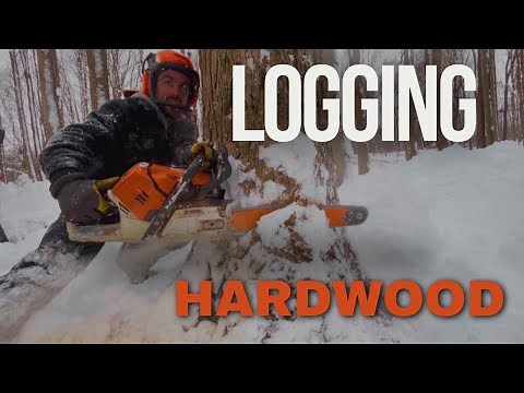 Logging with a chainsaw! 🪓 A day in the life of a logger!