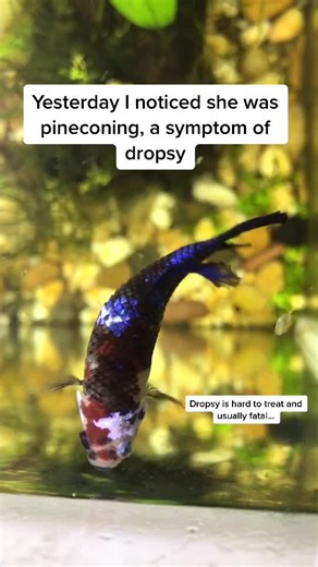 Betta Fish Dropsy Treatment: Fighting the Underlying Infection