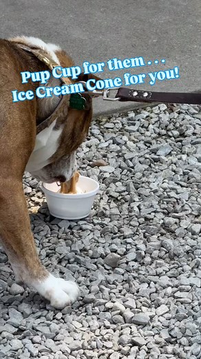 15 reactions | A pup cup for them and an ice cream cone for you everybody’s happy on a sunny summer day! #RadarsDairyBar #PupCup #IceCreamCone #SomethingForEveryone | Radar's Dairy Bar | Facebook