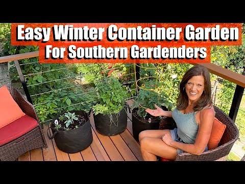 Easy Winter Container Garden for Southern Gardeners in Frost-Free Climates