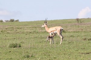 Recensie African Bambi (2007)