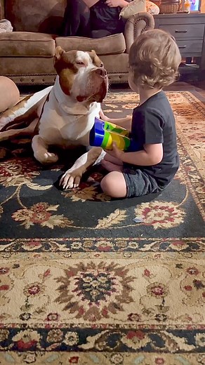 471K views · 6.8K reactions | Birds of a feather stick together 殺 #fyp #dog #watches #puppylove #boys #dogslife #loveislove #protector #cutebabies #cutedogs #cutenessoverload | Sampson TheVelvet Moose | Facebook