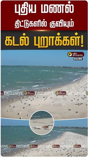 புதிய மணல் திட்டுகளில் குவியும் கடல் புறாக்கள்! | #Rameswaram | #Dhanushkodi | #Gull | #Birds | PTD