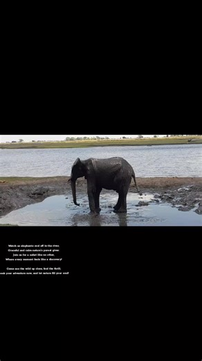 steenbok Safaris on TikTok