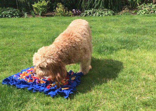 I often get asked how it’s best to introduce my handcrafted treat mats to your dogs/cats/rabbits/(and other furry pets!)...... so I’ll share below what I advise, but please be mindful that all animals are different and you may need to tailor this to your individual pet. If your pet has never used a treat mat before I always suggest, for the first couple of uses, that you flatten down the material strips and place the treats/kibble on top so they’re visible. That way your pet will get the idea qu