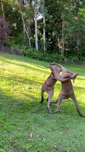Here's me commentary on an epic kangaroo fight! 🎙 #ozzyman #ozzymanreviews #kangaroo #fight #australia #fyp #foryou #foryoupage