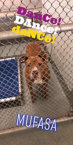 4.7K views · 92 reactions | Sound on for a tap dancing performance from Mufasa. Somehow this lovable gentle giant is still available! | Bridgeport, Connecticut Animal Control | Facebook