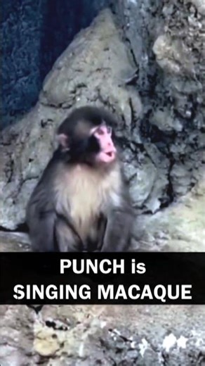 Punch Is Learning to Sing Macaque. Nobody Taught Him This. | Ichikawa City Zoo