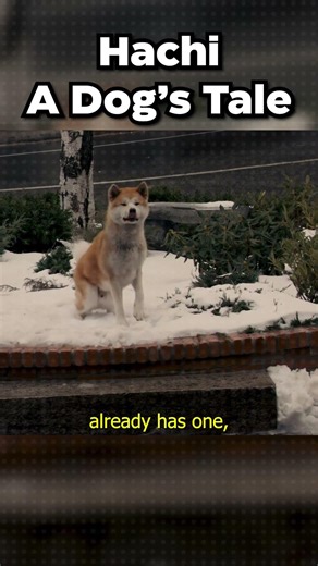 The Sad Story Of HACHI 😭