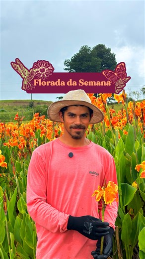 Mátria®️ Parque de Flores on Instagram: "A florada dessa semana está incrível! 🌸 A biri está no auge: delicada, vibrante e cheia de vida, transformando os caminhos do Mátria com sua beleza natural. 😍 Uma flor que marca a estação, floresce com intensidade e convida a olhar com mais calma para cada detalhe do percurso. O que achou dessa flor? 🌺 *Esses belos registros dos jardins foram feitos no dia 23 de dezembro, o mundo vivo muda todos os dias, por isso, cada dia nosso parque está diferente! 
