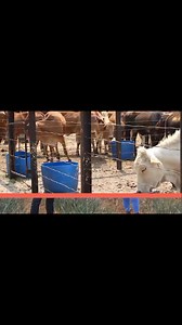 Special thanks to Kutsaga for making this production possible: SEED and TABLE POTATO PRODUCTION in Zimbabwe all varieties available at Kutsaga : This Tuesday on Agribusiness ZBCTV @1800hrs. Be sure to catch the repeat episode Wednesday morning @0800hrs. Head over to our XTimeline @agribussiness110 for further engagements | Agribusiness with Wadzanai Manyore