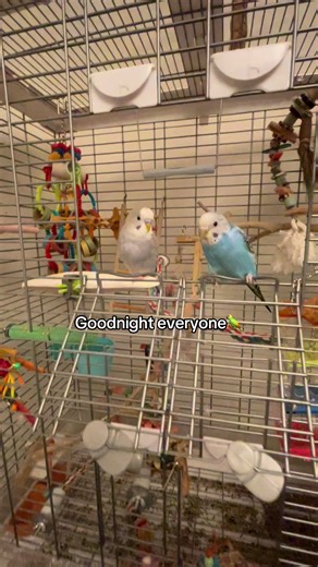 🦜 #fyp #fypage #fyppppppppppppppppppppppp #fypp #foryou #foryourpage #parakeet #parakeetsoftiktok🦜 #parakeetlovers #🦜 #perruche #oisaux #budgie #budgies #bird #funnybirds #pet #pets #animal #cute
