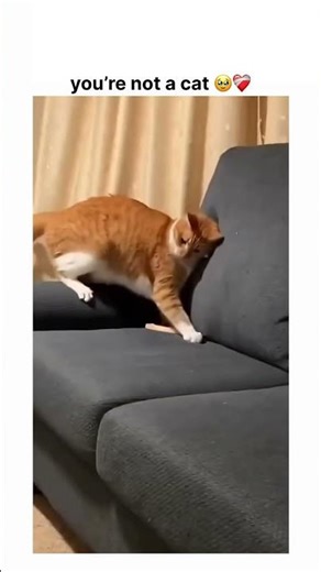 you’re not a cat 😂