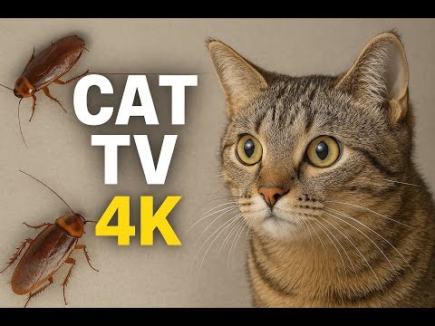 🐾 Cat TV | Cockroach Video for Cats to Watch | Cat TV in 4K Ultra HD 60FPS