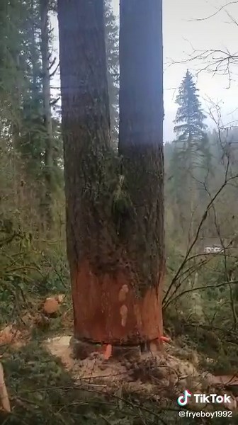 Putting some big ones down. #oregon #pnw #timbercuttin #timberfalling #timberfaller #logger #stihl #movewood #gettinitdone
