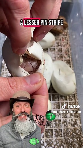 Discovering Rare Hognose Snake Hatchlings