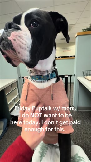 Struggling Boxer Dog's Office Attitude