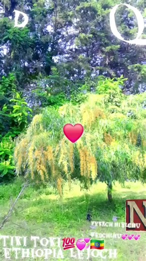 viral ethiopia tiki toki