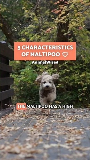 5 CHARACTERISTICS of MALTIPOO 💛