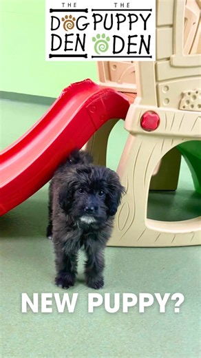 New puppy? ✨ We’re excited to introduce Puppy Play & Learn — a...