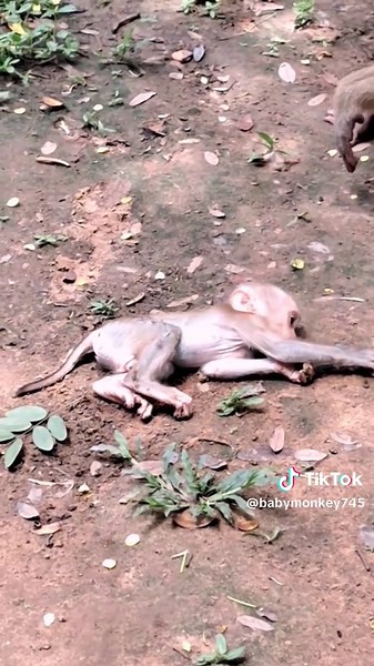 #viral #newborn #monkey #baby #tixtok