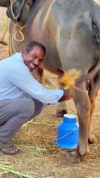 Annam - koora - Pappu entha mandiki telsu ? Milk Medhu Muchatlu 🙏