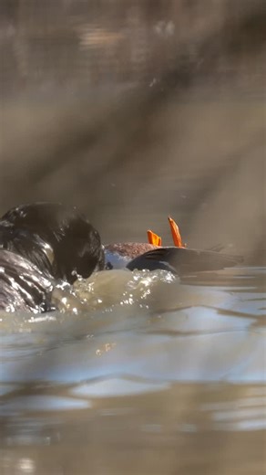 Chuck Belmore | Greenheads in the timber or Green Heads out of the timber? IDC @cabelas #northernflight #duckhunting | Instagram