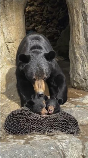 kids Stuck In Net and Mamma Bear Released Them ❤️