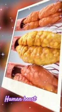 human hear#biology #biology #animation #facts #theothersideofmakebelieve