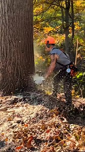 lumberjacks expert cut down a big trees #cuttingtree #chainsaw #lumberjacks | Mas Bang TV1