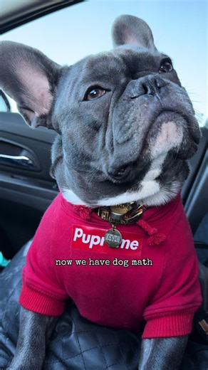 Kevin the French Bulldog Doing Math in French