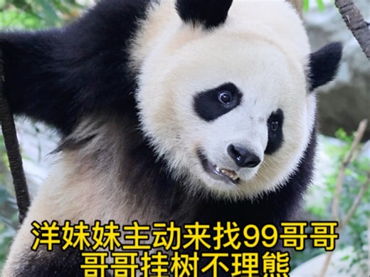 99哥哥挂树，洋妹妹主动来找哥哥玩，结果傲娇99不理熊！委屈巴巴走熊的洋妹妹！